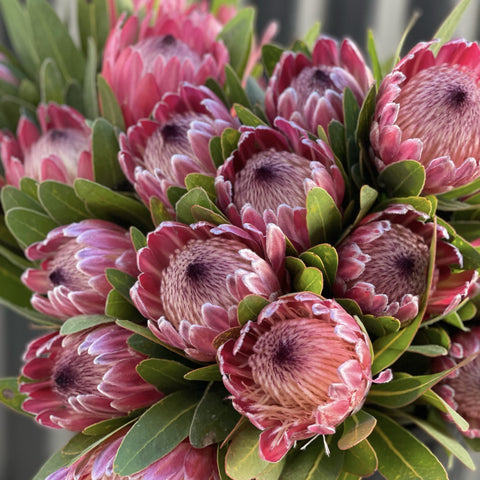 Protea's by the bunch
