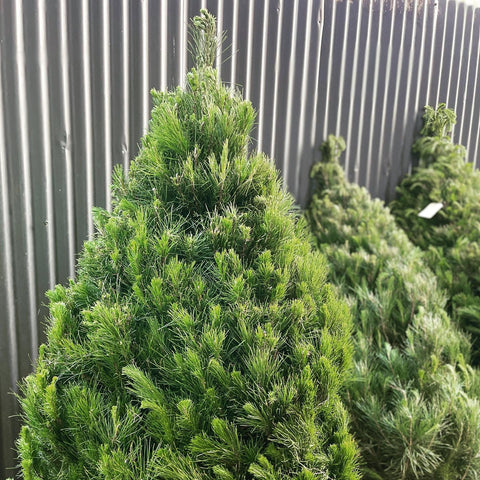 Fresh Cut Christmas Tree