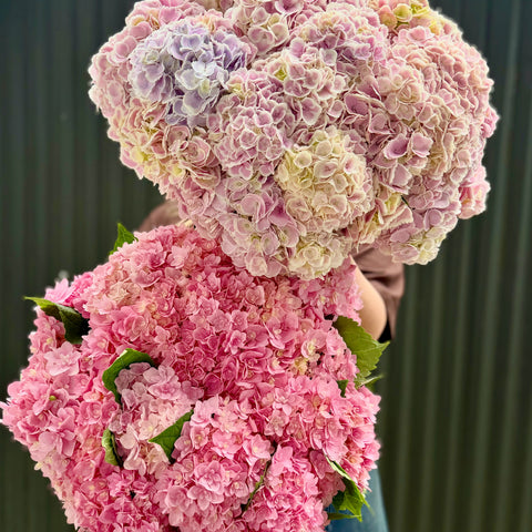 Hydrangea