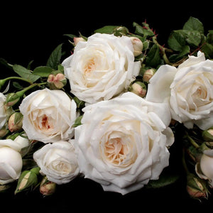 Guardian Angel Rose