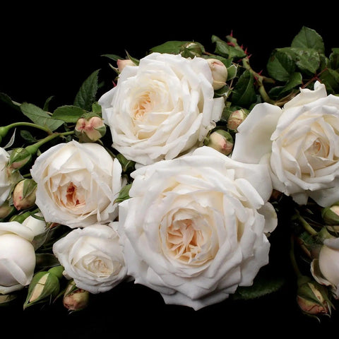 Guardian Angel Rose