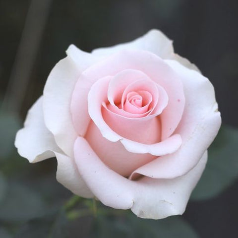 Mother's Love Rose
