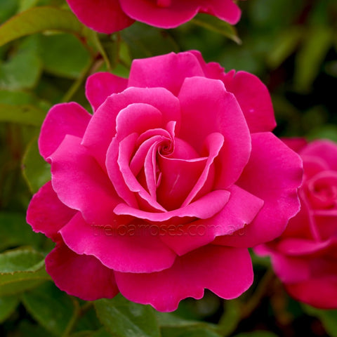 Best Friends Rose