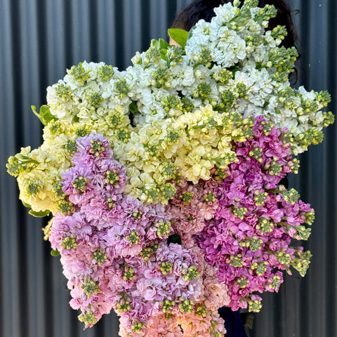 Stock Flower