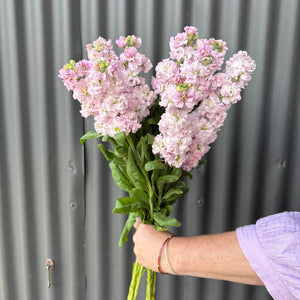 Stock Flower