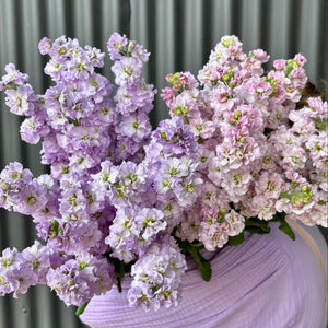 Stock Flower