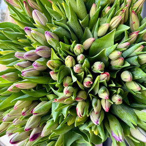 Tulips