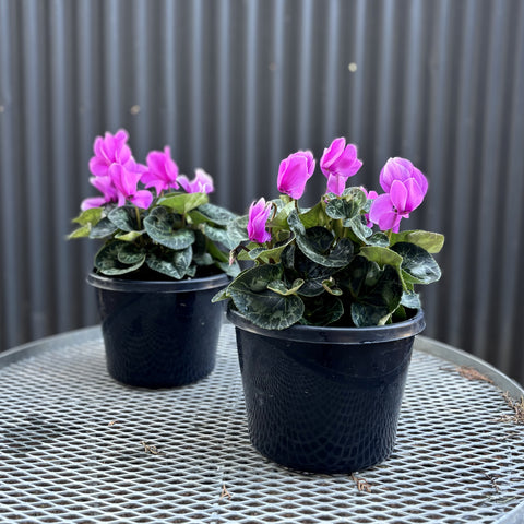 Cyclamen Plant