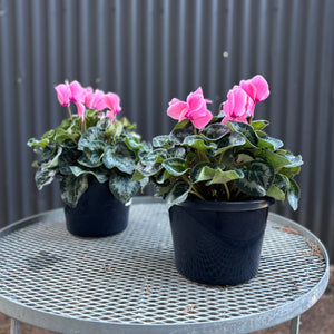 Cyclamen Plant