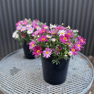 Argyranthemum "Sublime Pink"