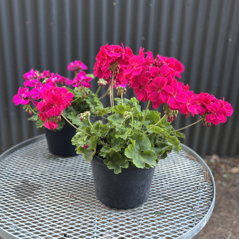 Geranium