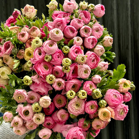 Ranunculus