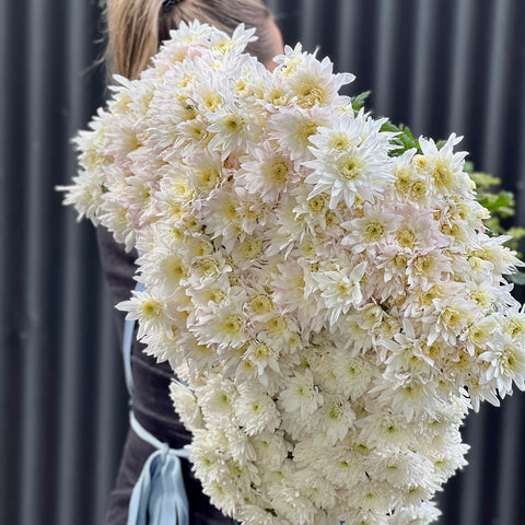Field Chrysanthemum