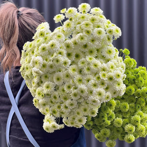 Field Chrysanthemum