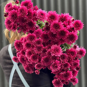 Field Chrysanthemum