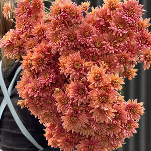 Field Chrysanthemum
