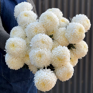 Disbud Chrysanthemum