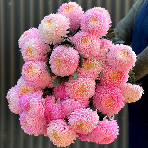 Disbud Chrysanthemum