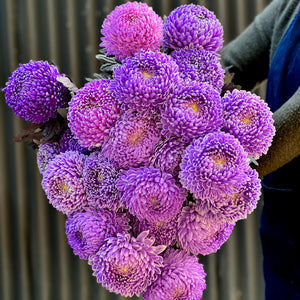 Disbud Chrysanthemum