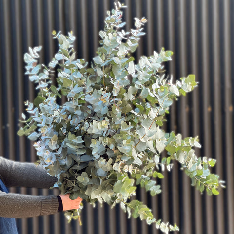 Eucalyptus Foliage