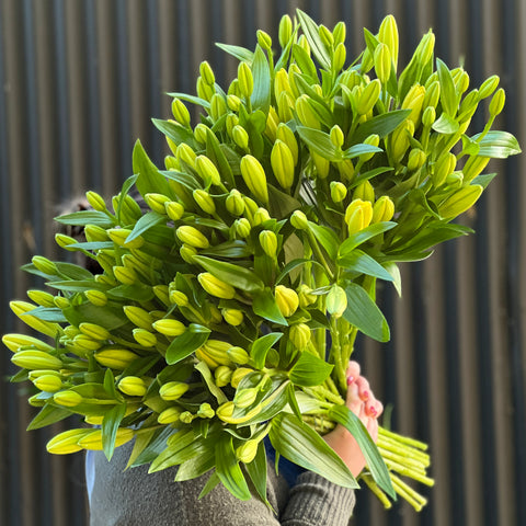 LA Lilies