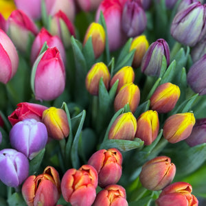 Tulips