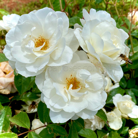 Iceberg Rose