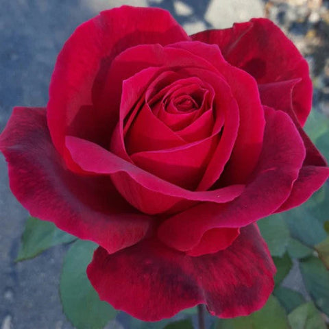 Mr Lincoln Rose