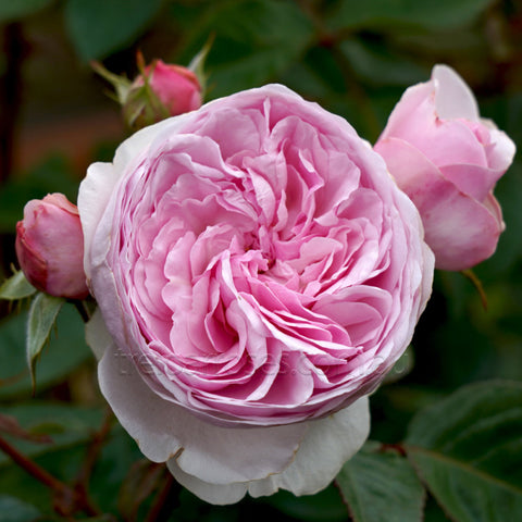 Olivia Rose David Austin Rose