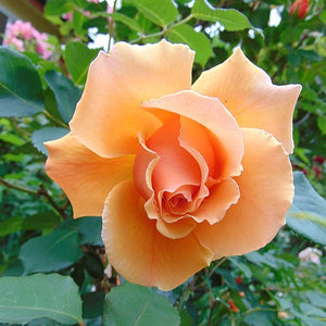 Just Joey Rose
