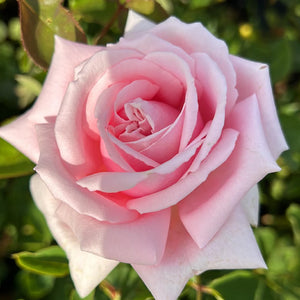 The Children's Rose