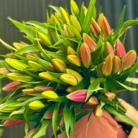Oriental Lilies