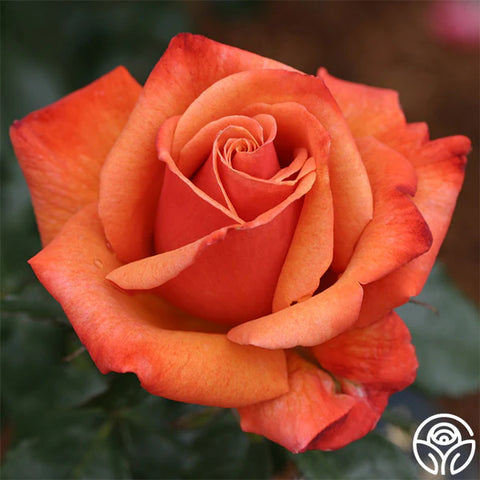 Remember Me Rose