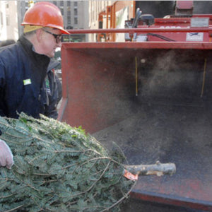 Christmas Tree Removal